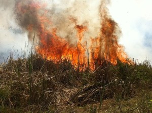 Colombia - Grass Fire